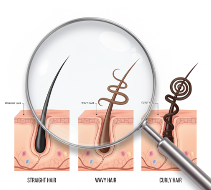 Diagram showing how follicle shape determines straight wavy and curly hair patterns