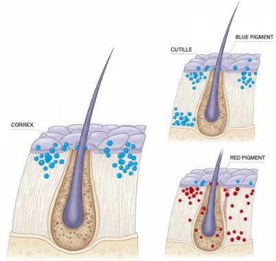 The Science of Blue Hair Pigment